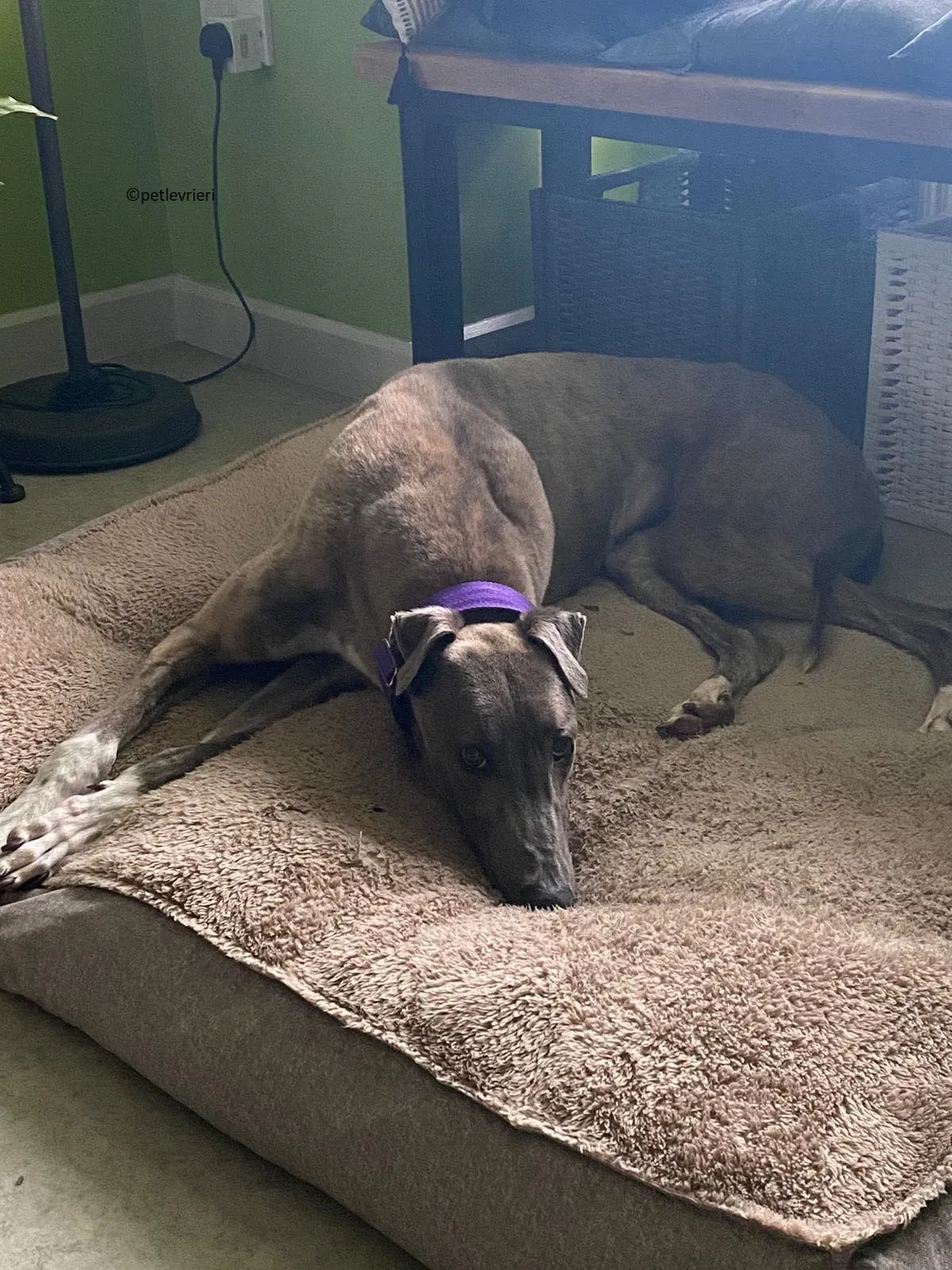 Shelly adozione levriero greyhound 5 1