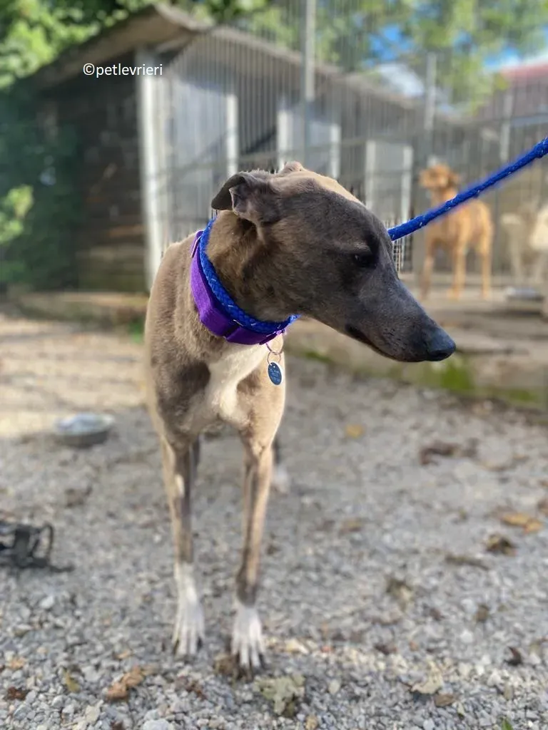 Shelly adozione levriero greyhound 5