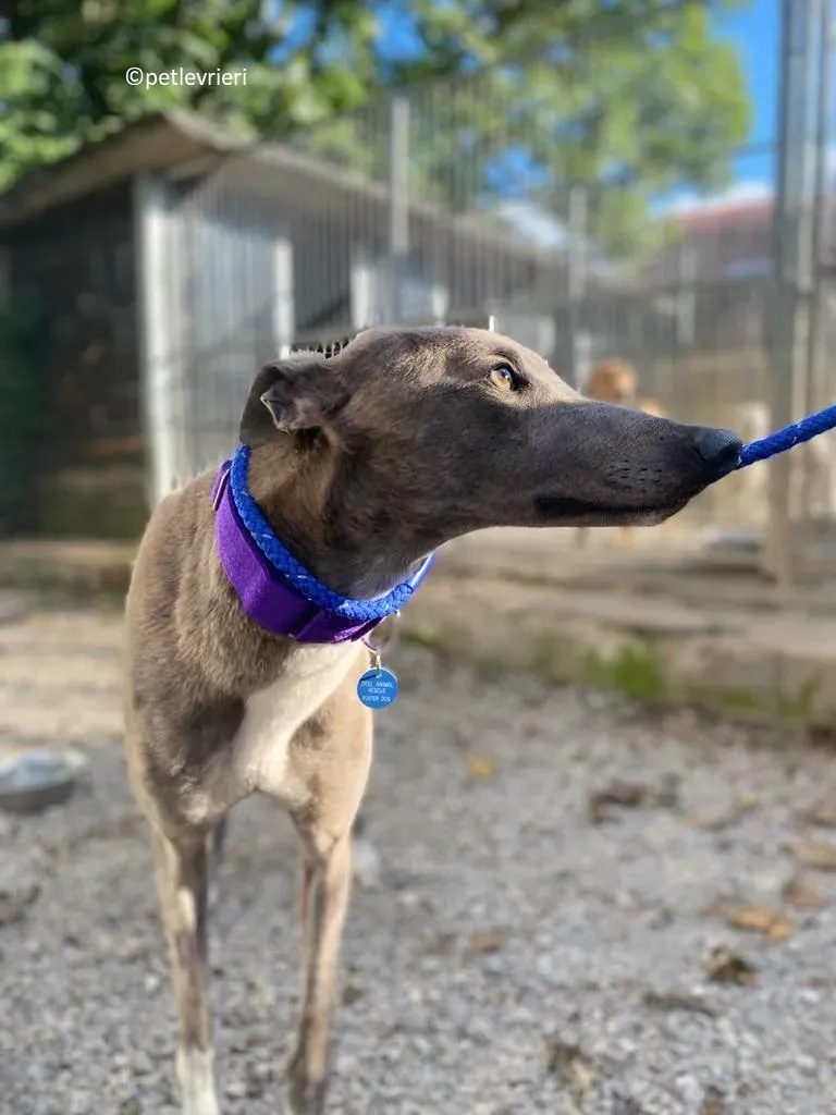 Shelly adozione levriero greyhound 7