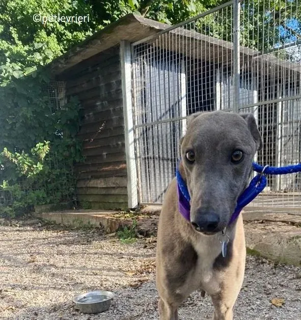 Shelly adozione levriero greyhound 8 e1663663724765