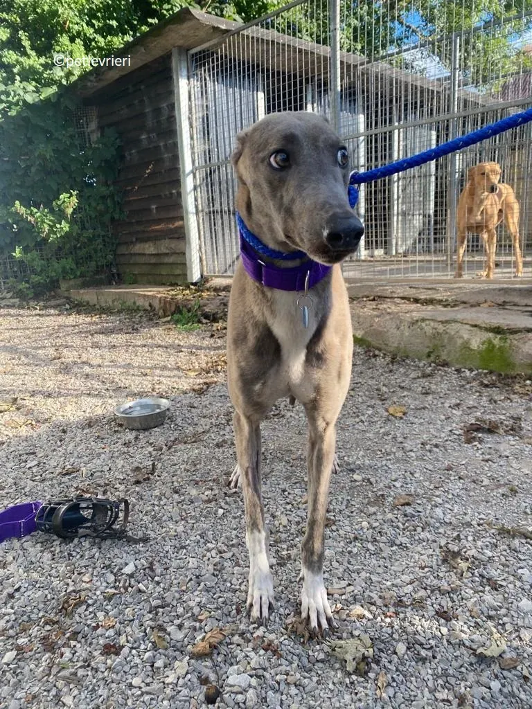 Shelly adozione levriero greyhound 9