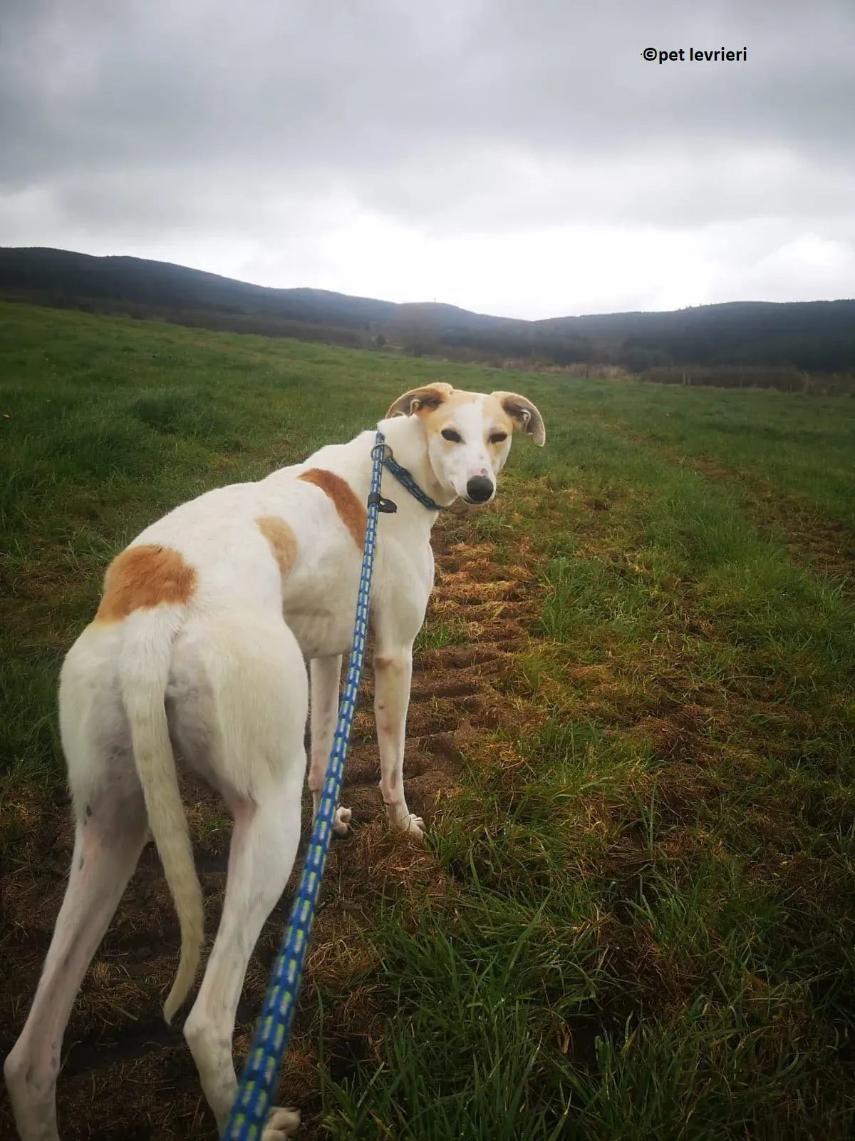 Shelly adozione levriero greyhound1