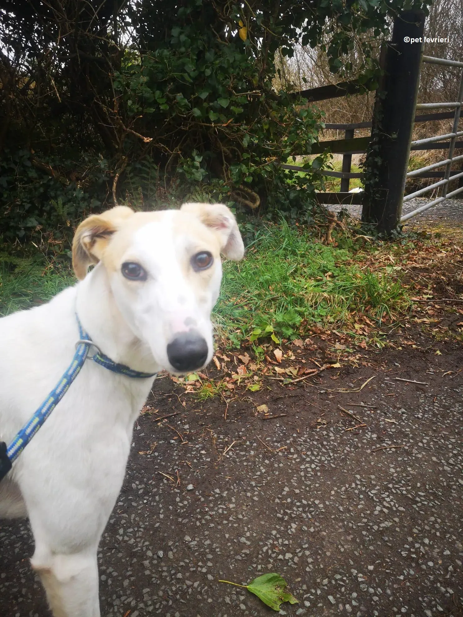 Shelly adozione levriero greyhound2