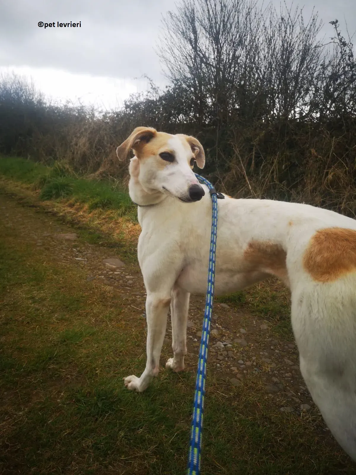 Shelly adozione levriero greyhound3