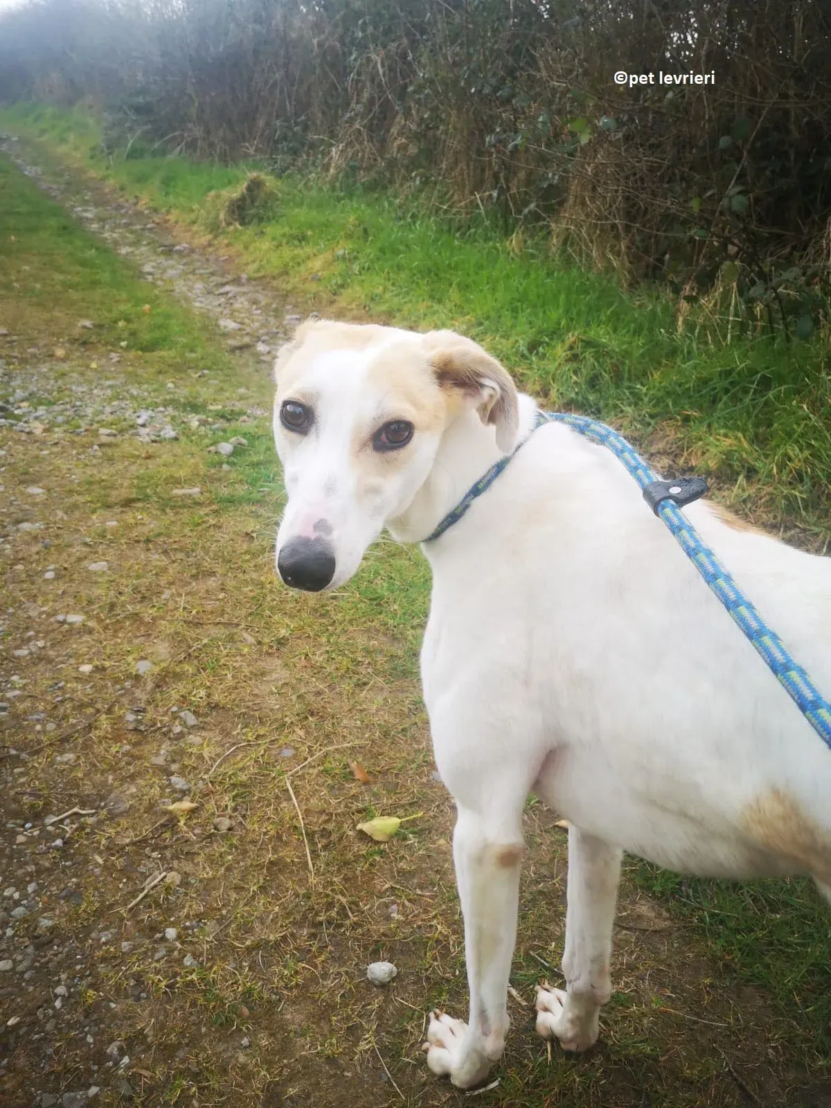 Shelly adozione levriero greyhound4