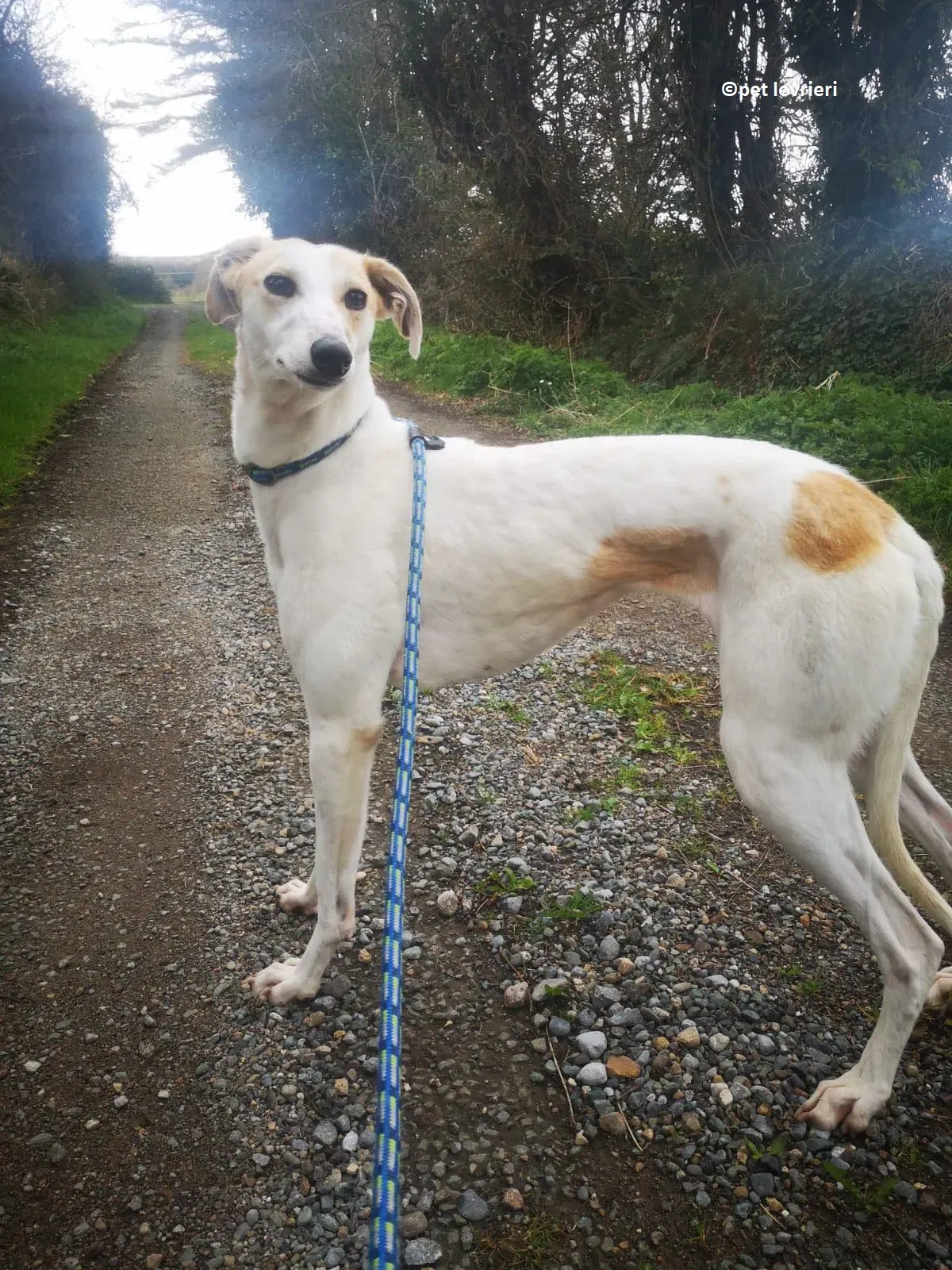 Shelly adozione levriero greyhound5