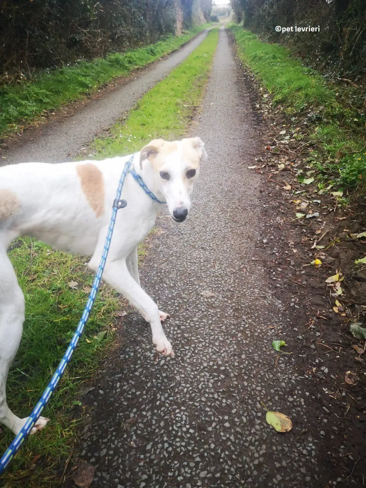 Shelly adozione levriero greyhound6