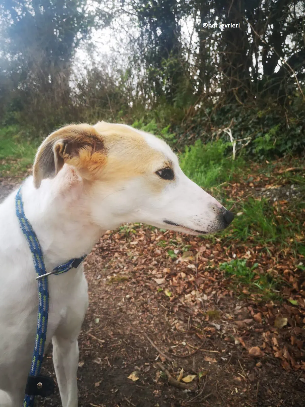 Shelly adozione levriero greyhound7