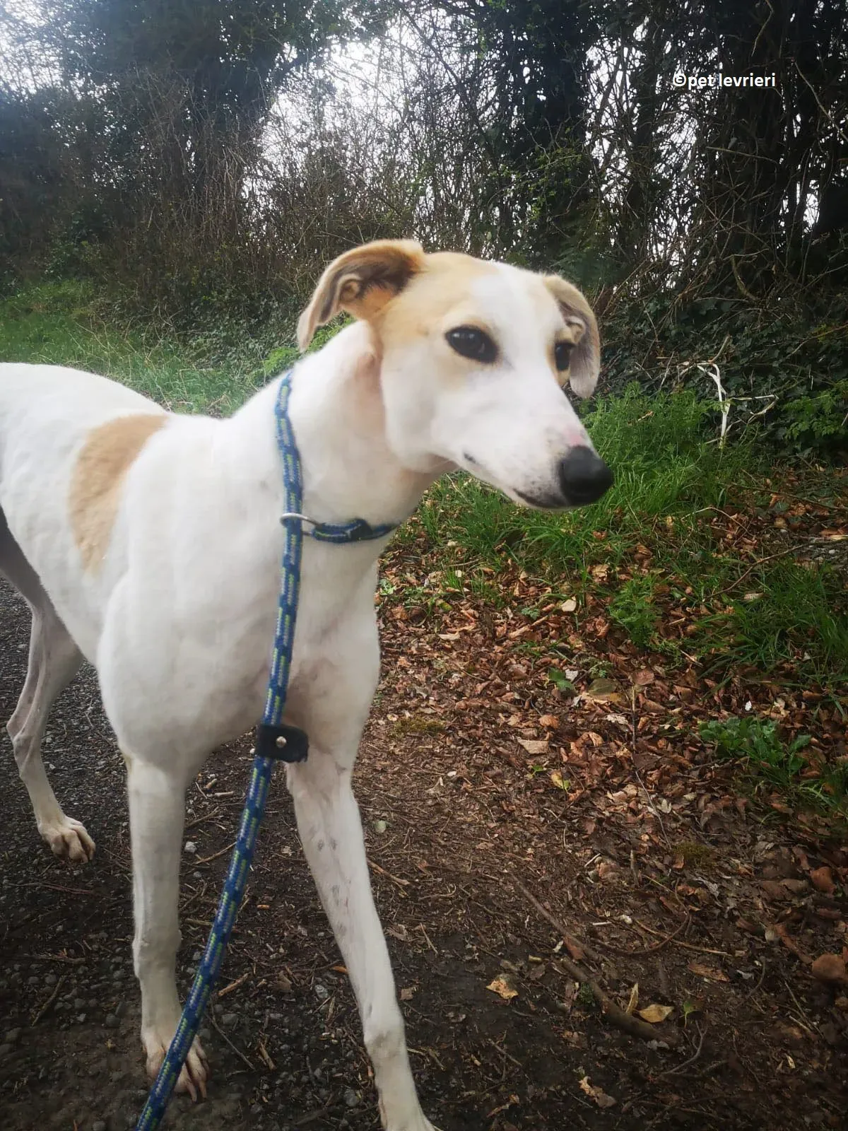 Shelly adozione levriero greyhound8