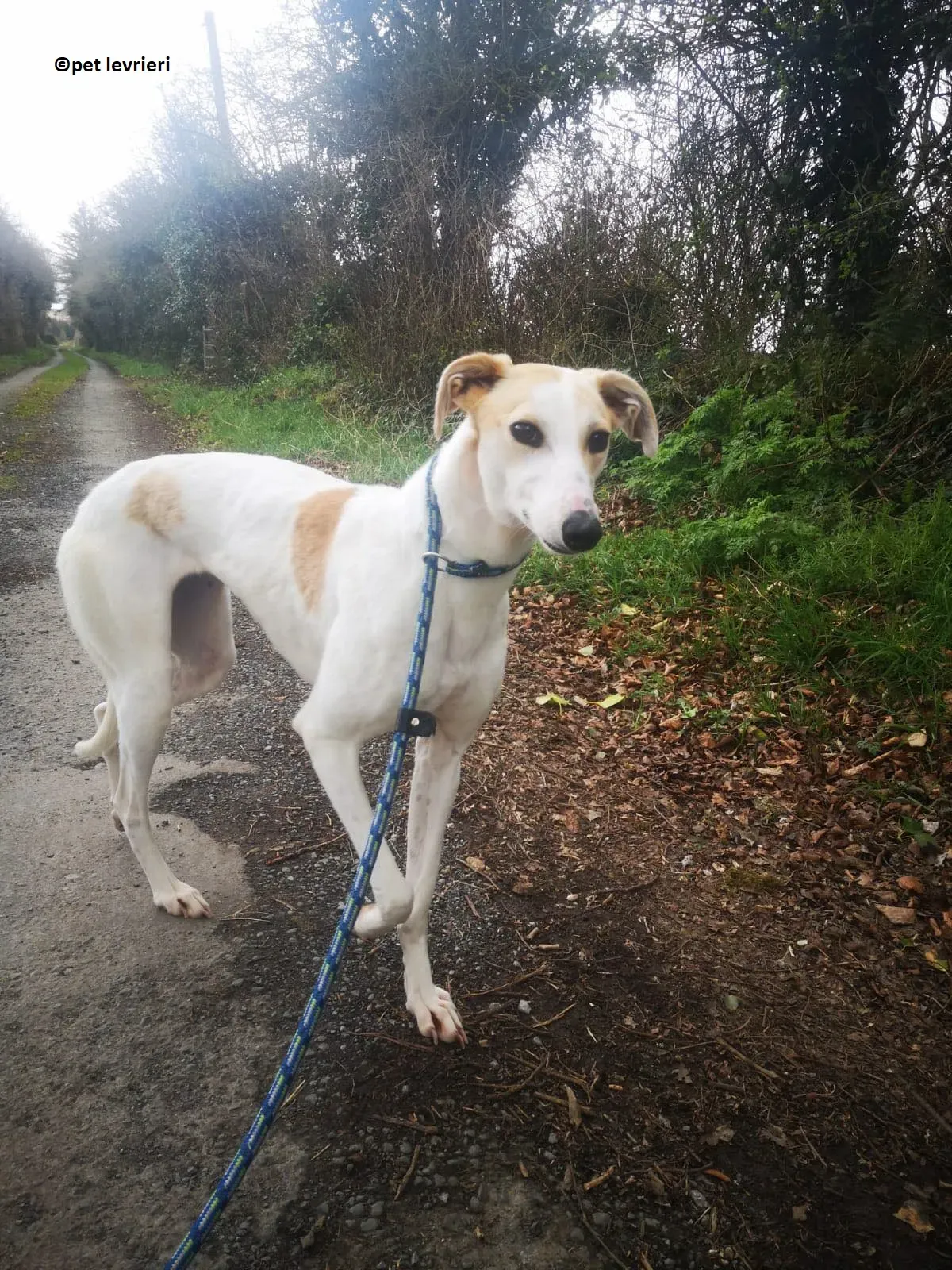 Shelly adozione levriero greyhound9