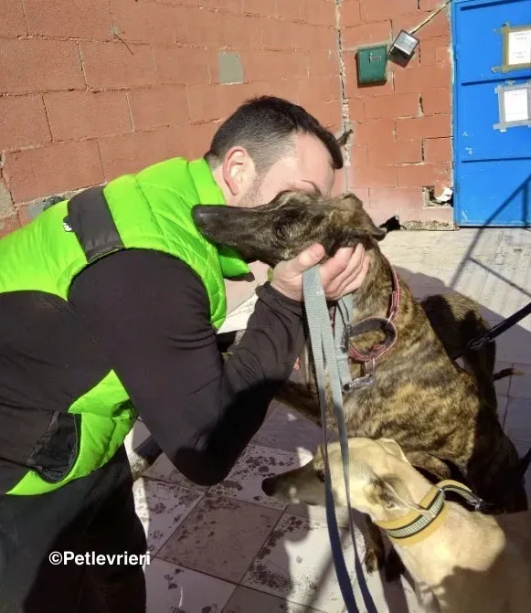 Shiva adozione levrieri galgo 01