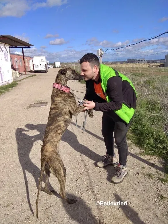 Shiva adozione levrieri galgo 03