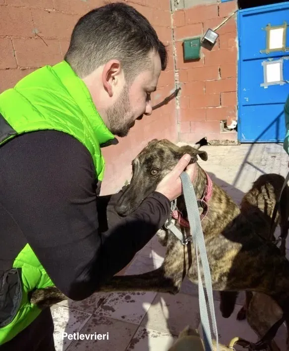 Shiva adozione levrieri galgo 04
