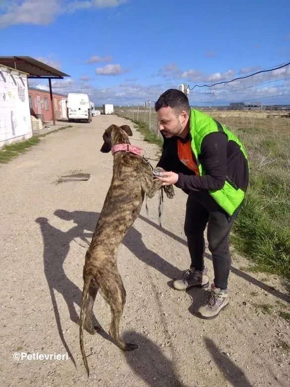 Shiva adozione levrieri galgo 06