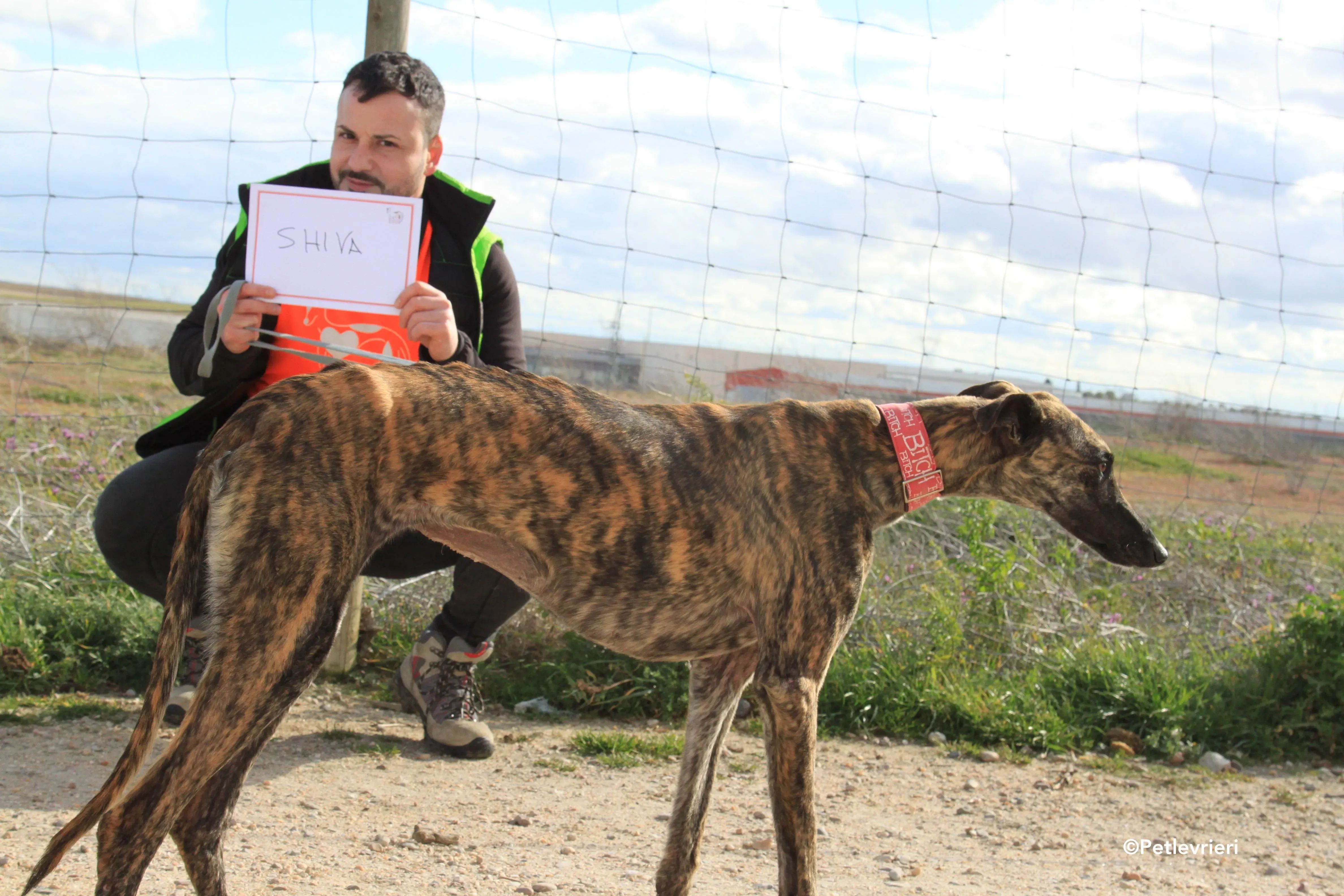 Shiva adozione levrieri galgo 1