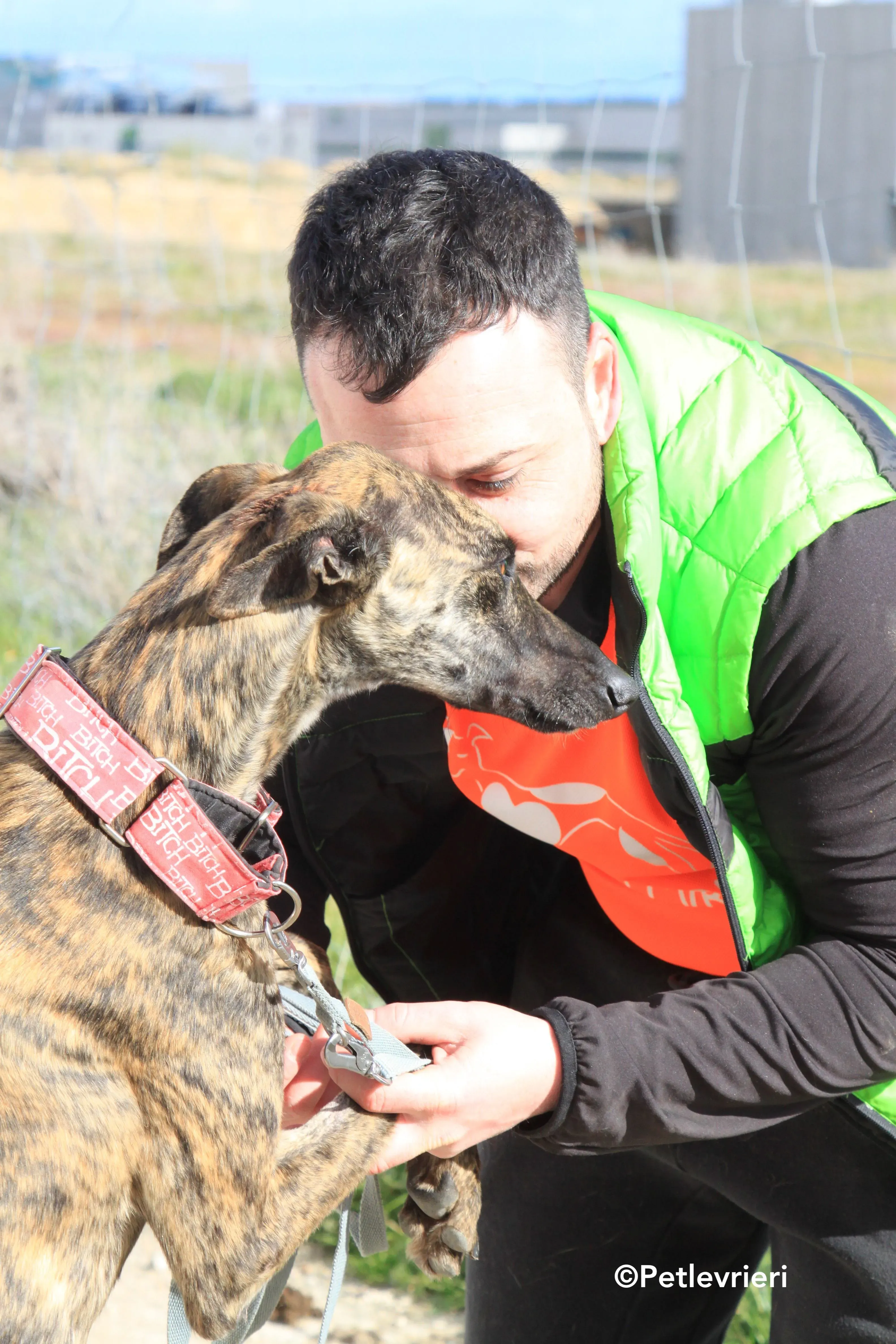 Shiva adozione levrieri galgo 2