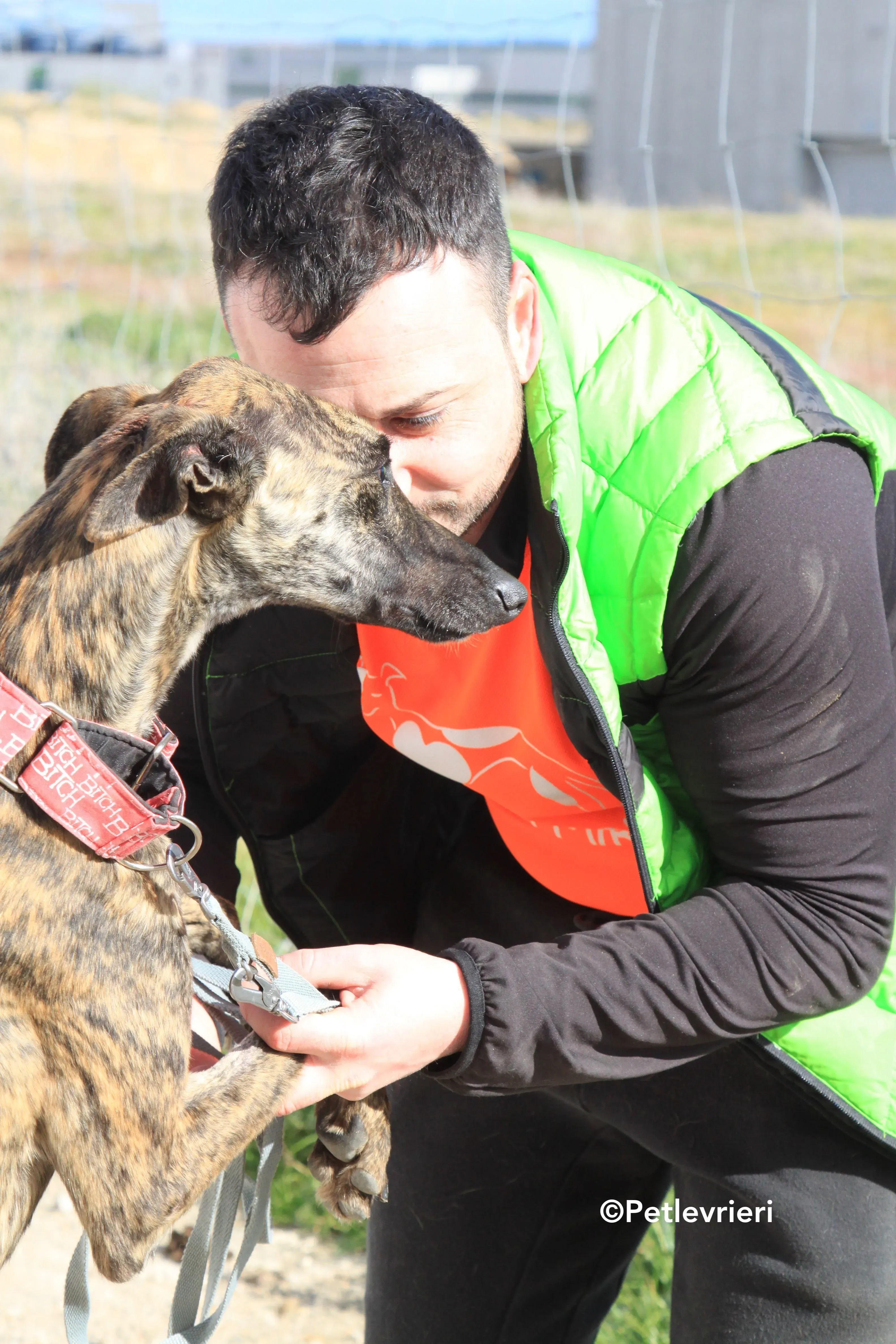 Shiva adozione levrieri galgo 3