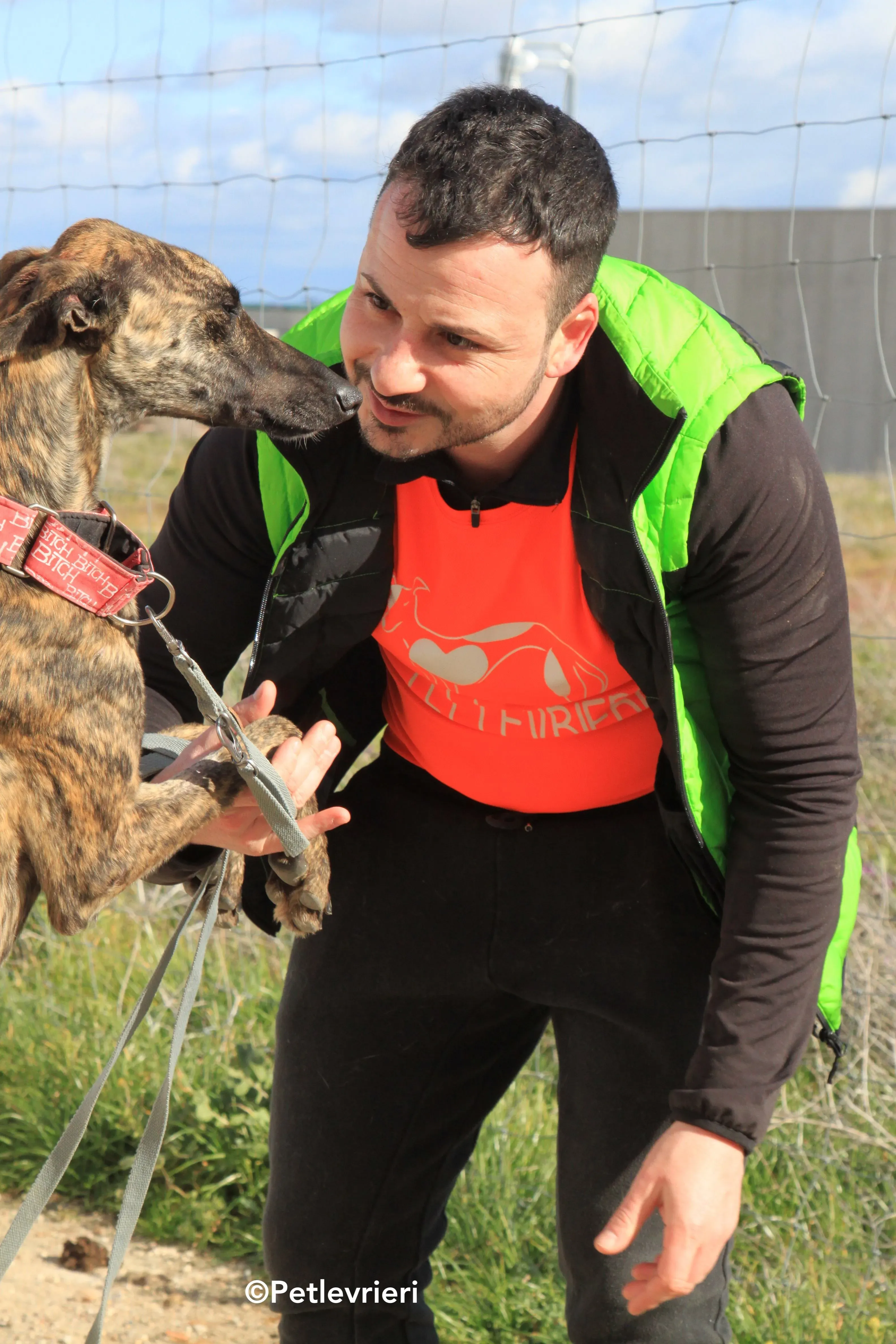 Shiva adozione levrieri galgo 5