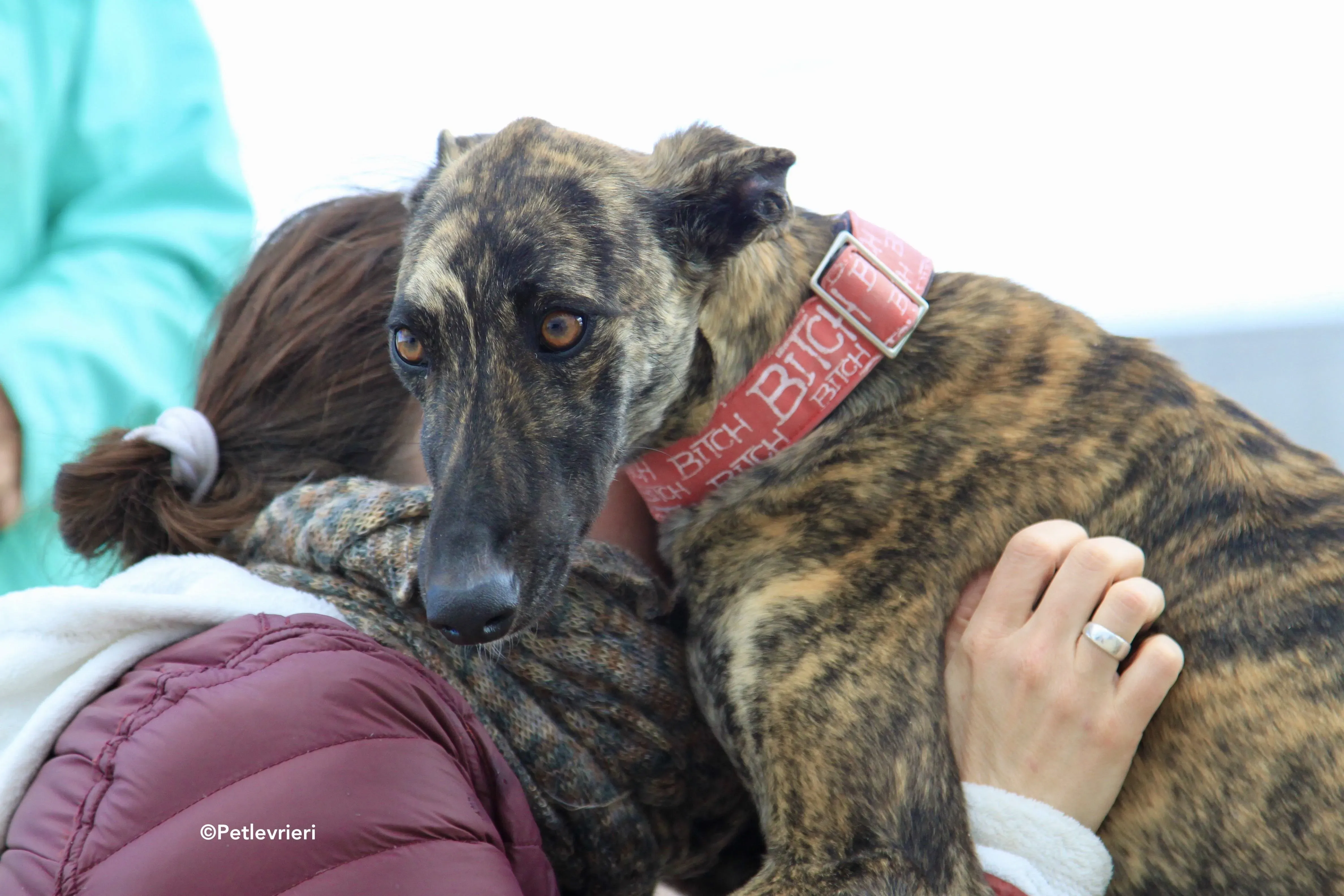 Shiva adozione levrieri galgo 7