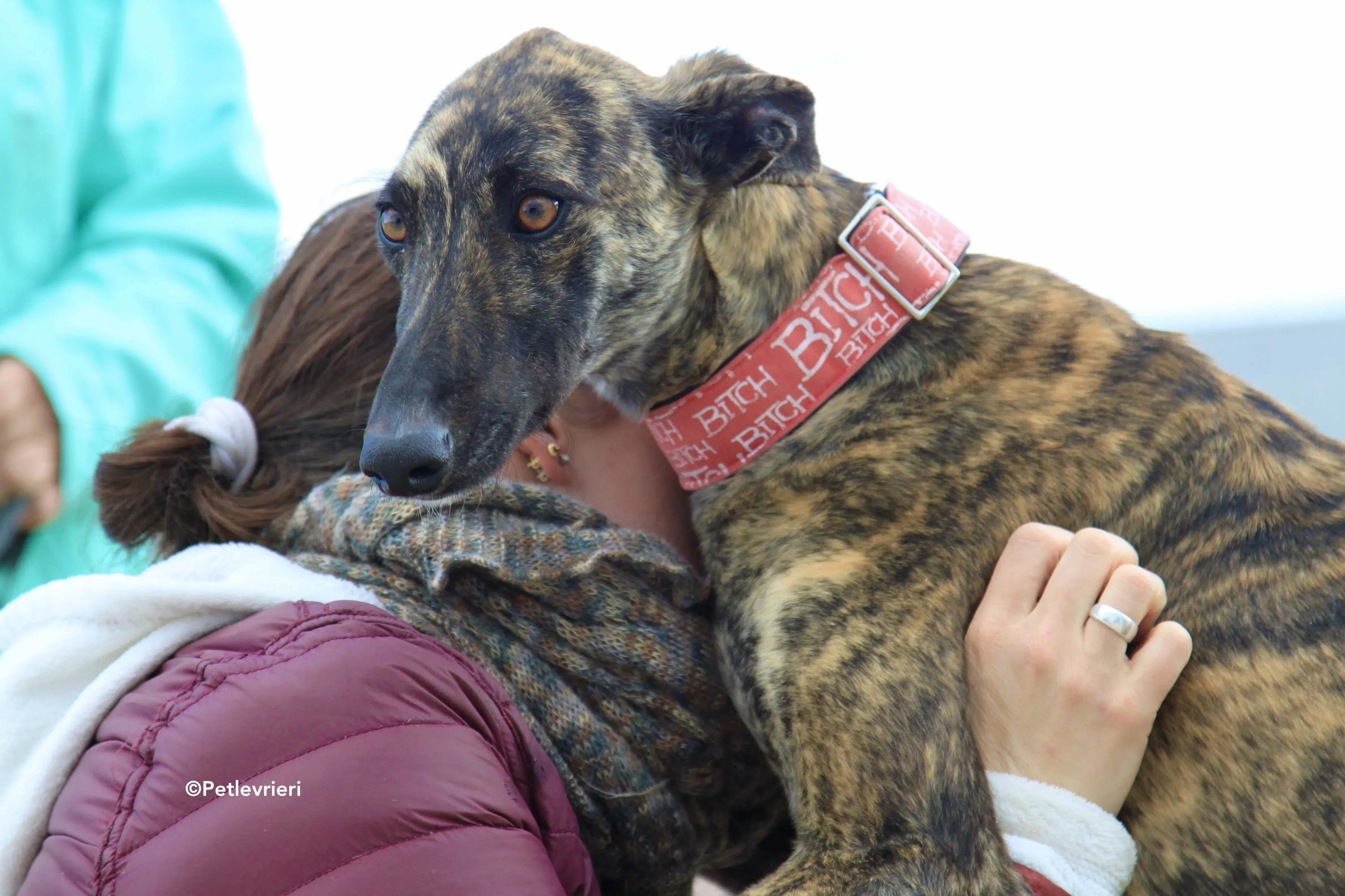 Shiva adozione levrieri galgo 8