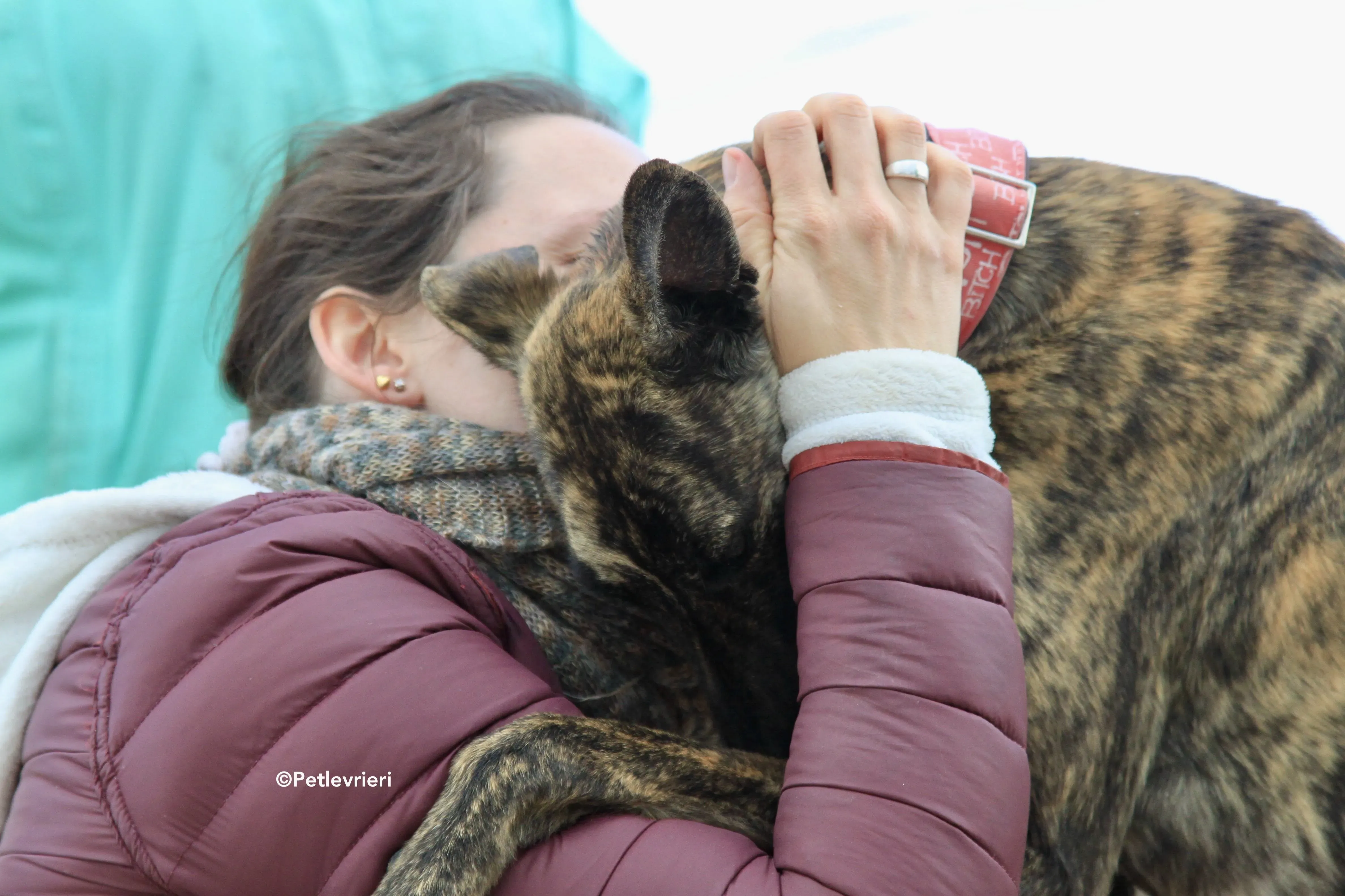 Shiva adozione levrieri galgo 9