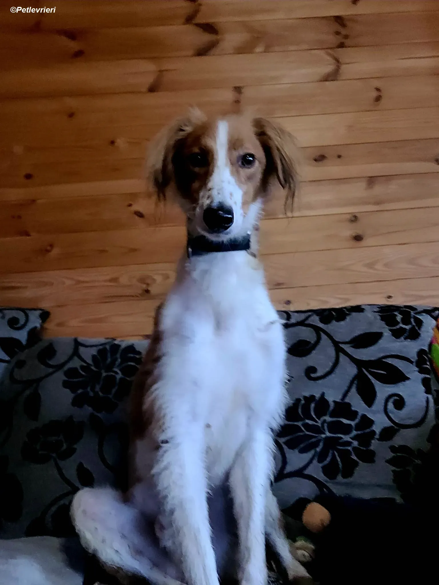 Shuffle adozione levrieri greyhound 1