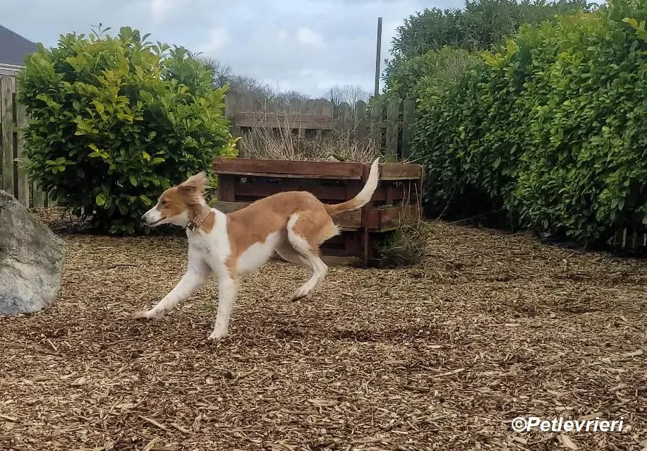 Shuffle adozione levrieri greyhound 10