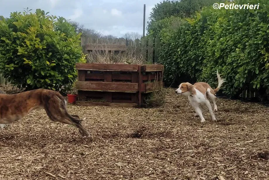 Shuffle adozione levrieri greyhound 11