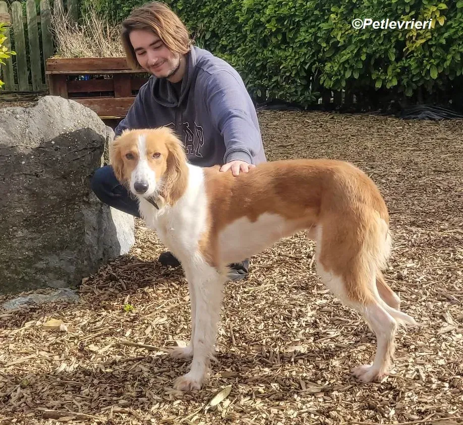 Shuffle adozione levrieri greyhound 12