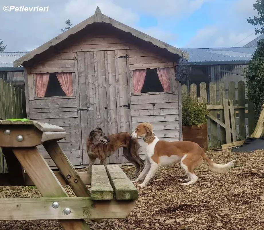 Shuffle adozione levrieri greyhound 14