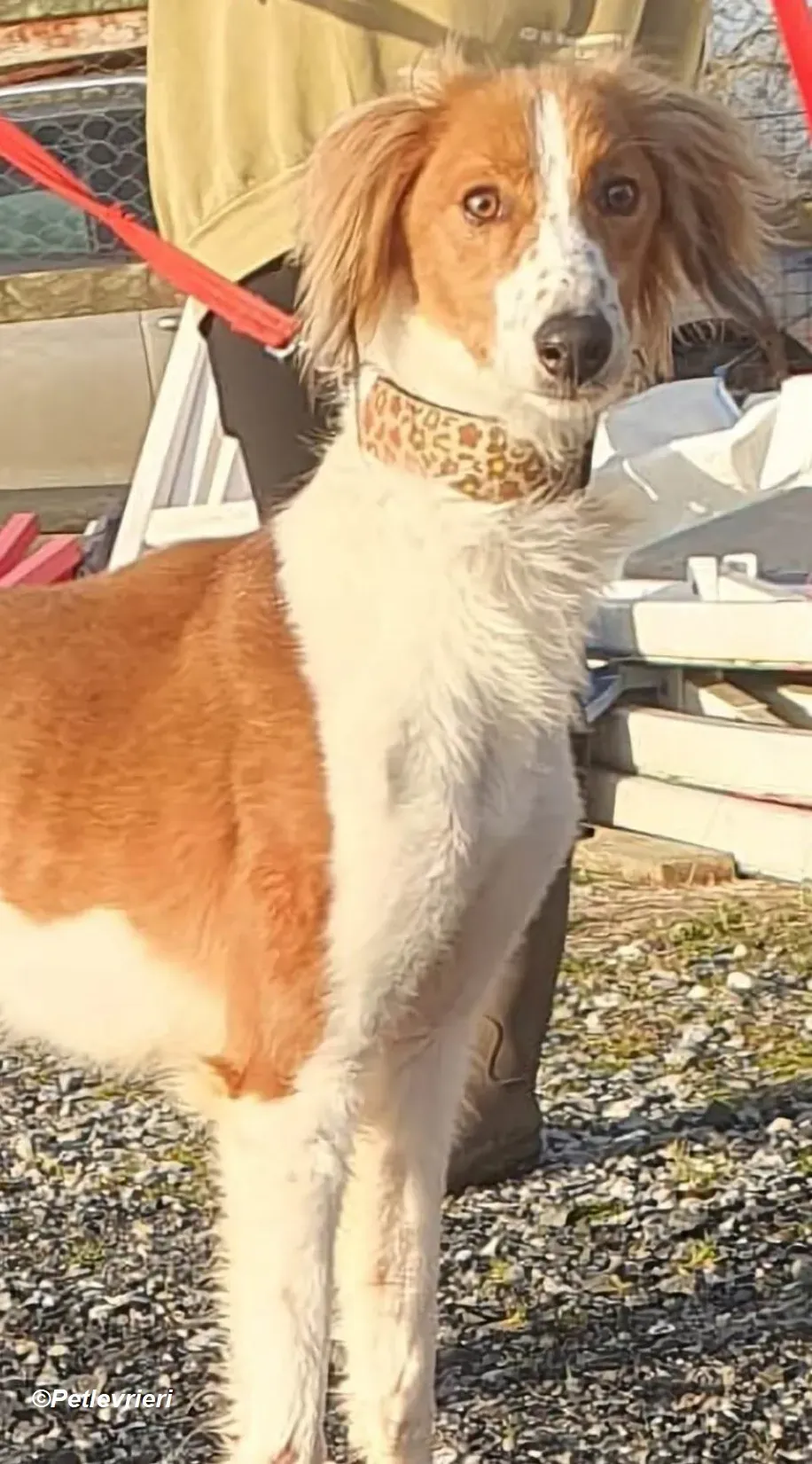 Shuffle adozione levrieri greyhound 15