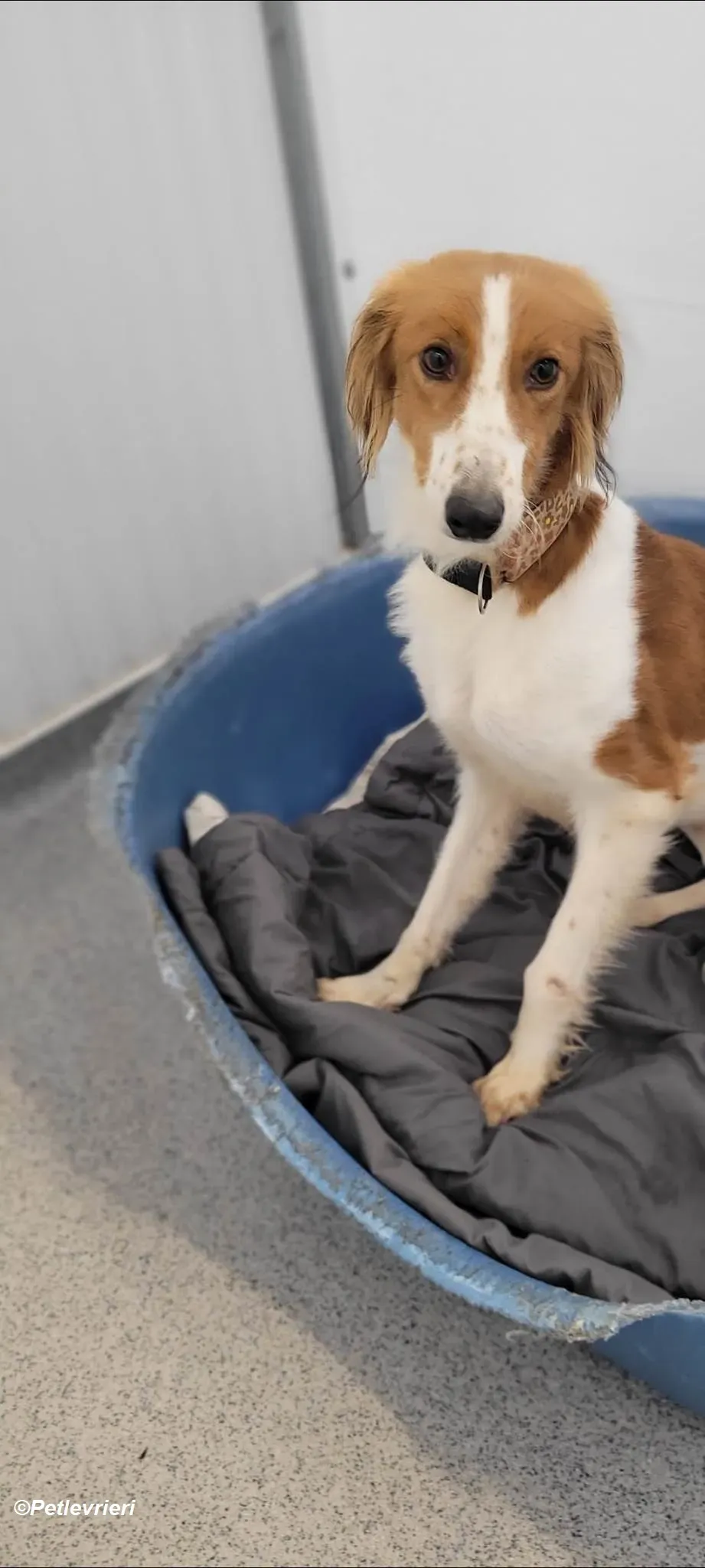 Shuffle adozione levrieri greyhound 16