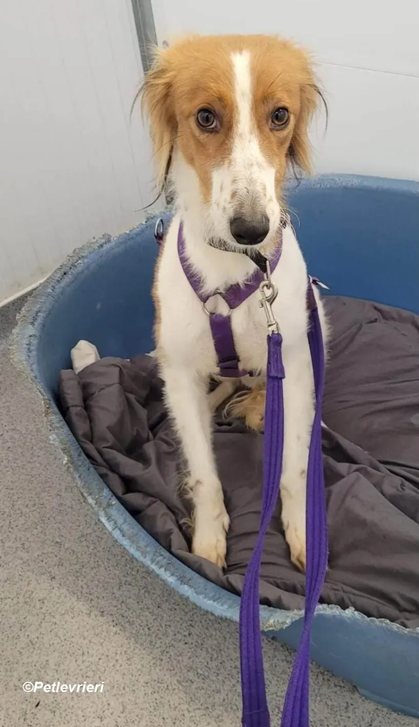 Shuffle adozione levrieri greyhound 17