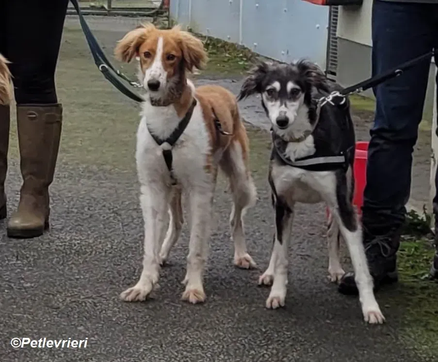 Shuffle adozione levrieri greyhound 18