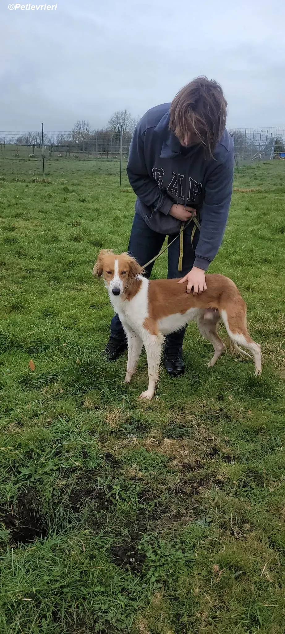 Shuffle adozione levrieri greyhound 2