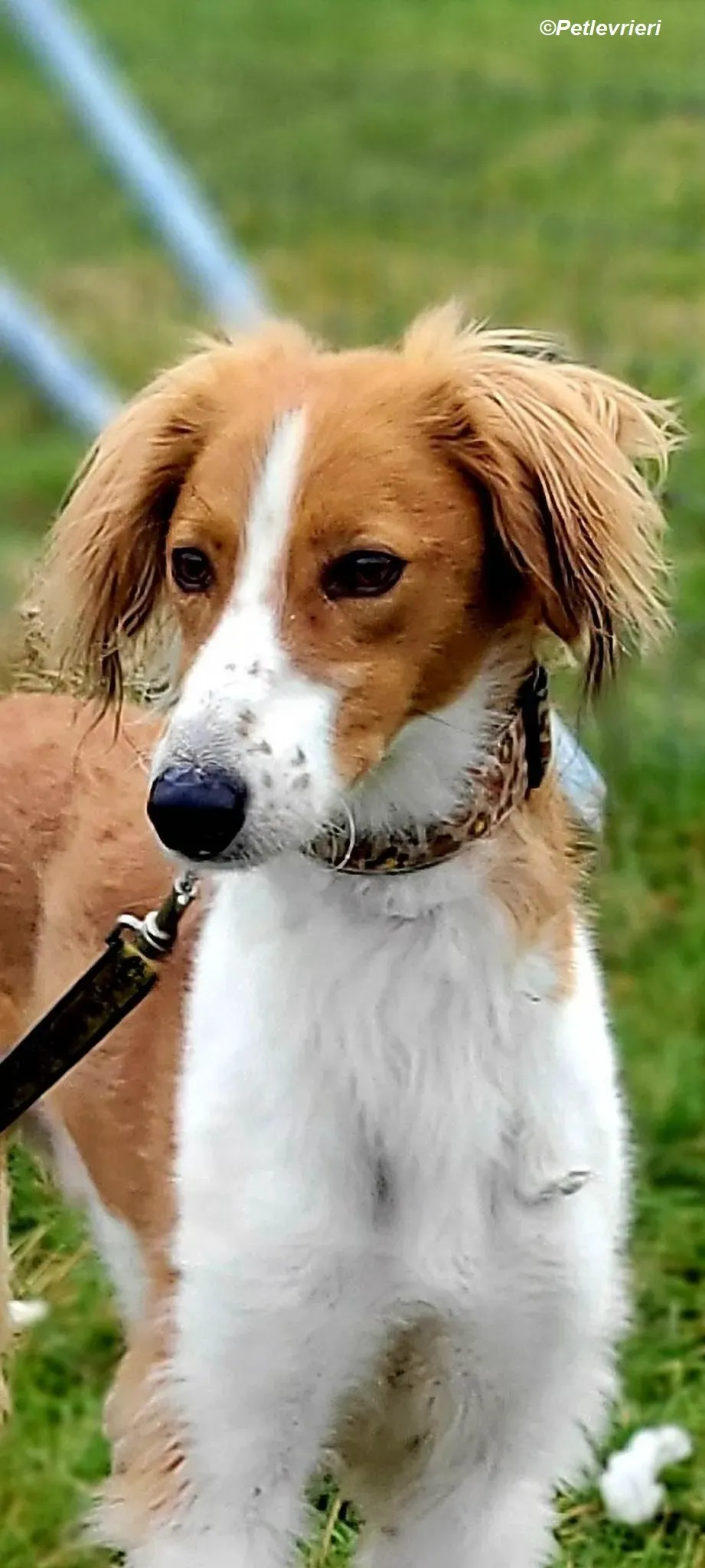 Shuffle adozione levrieri greyhound 3