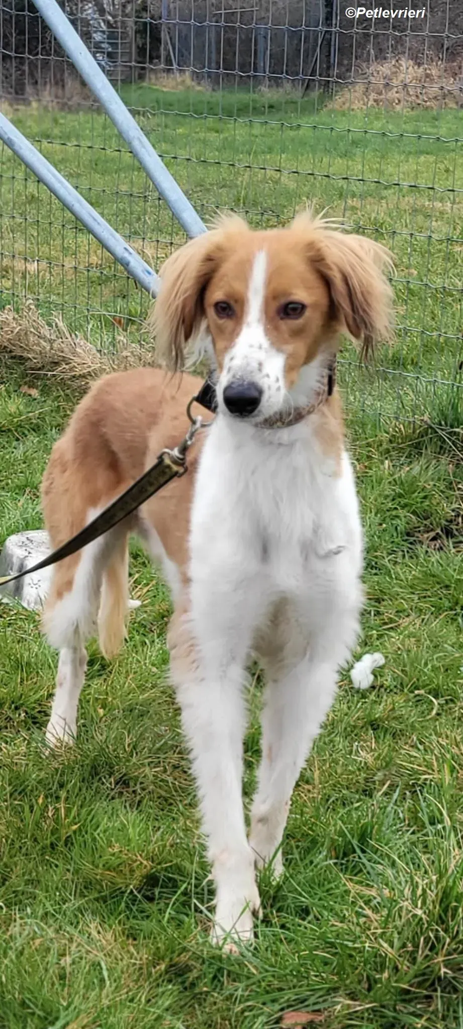 Shuffle adozione levrieri greyhound 4