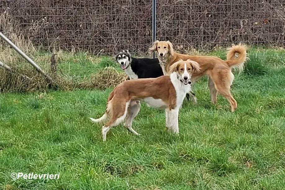 Shuffle adozione levrieri greyhound 6