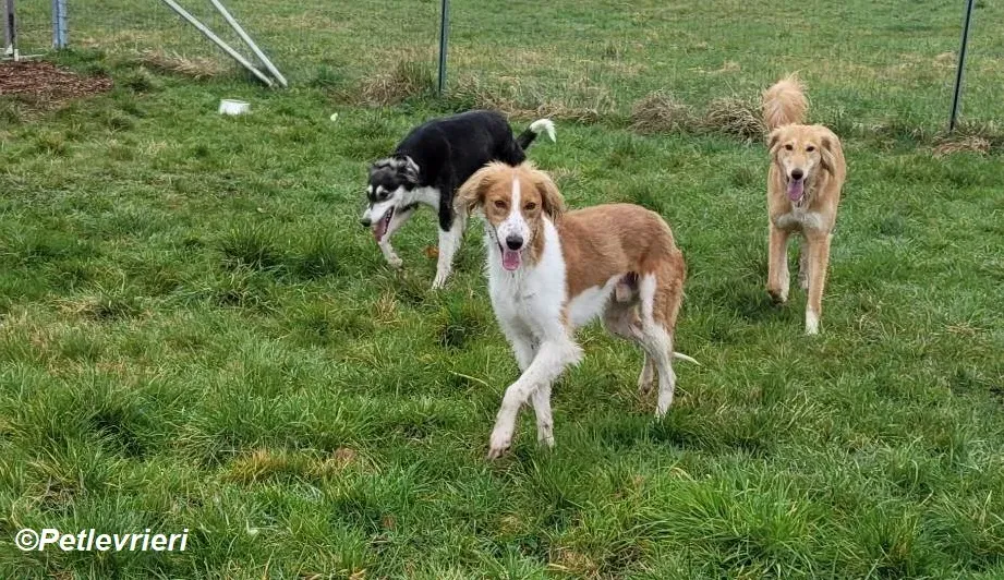 Shuffle adozione levrieri greyhound 7