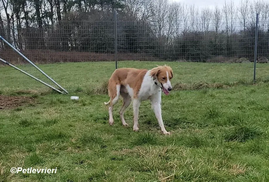 Shuffle adozione levrieri greyhound 8