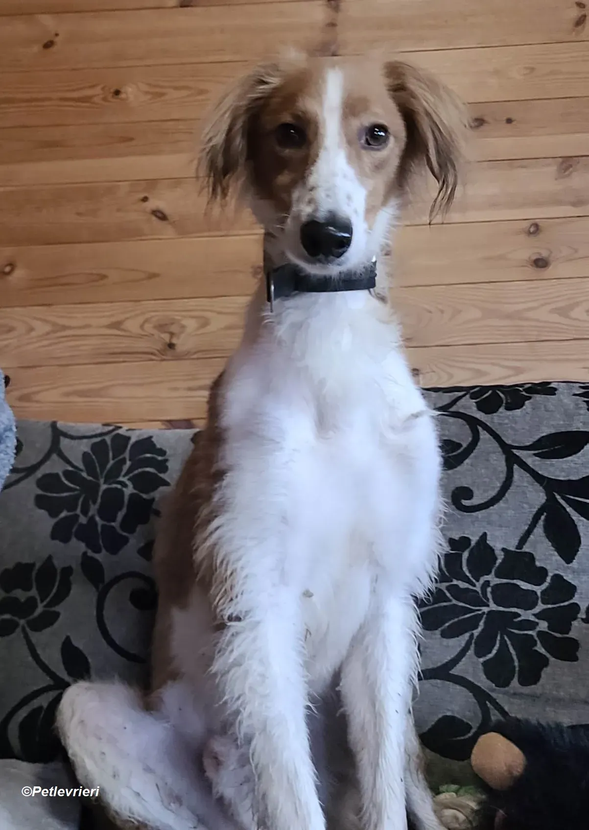 Shuffle adozione levrieri greyhound 9