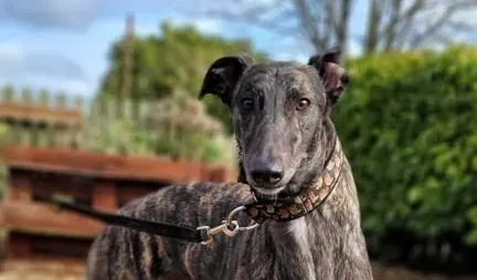 Sicily adozione levriero greyhound1 e1646987872132