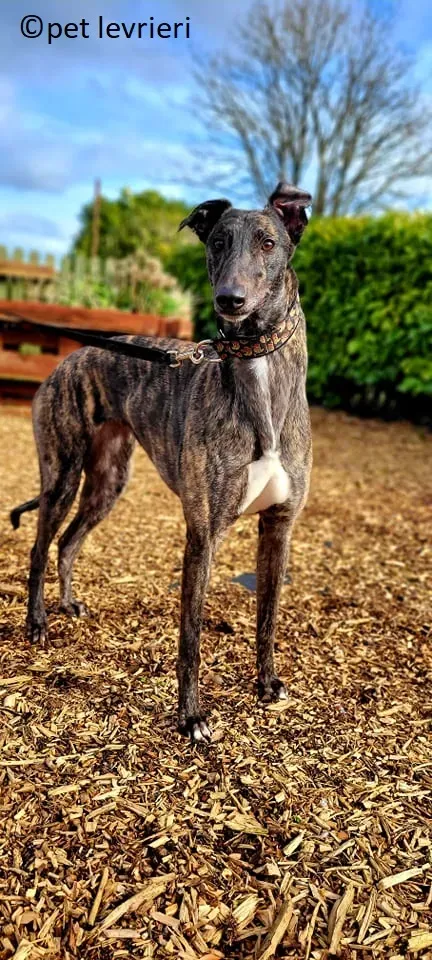 Sicily adozione levriero greyhound2