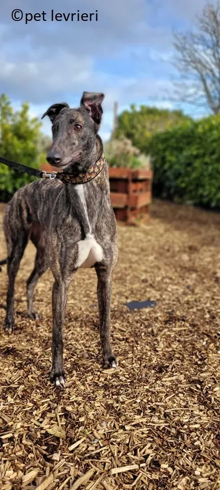 Sicily adozione levriero greyhound3