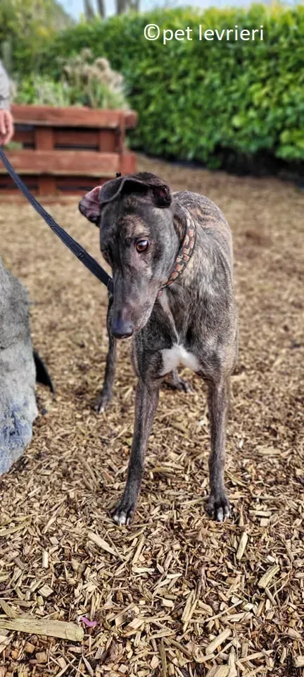Sicily adozione levriero greyhound4