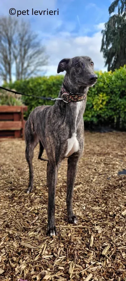 Sicily adozione levriero greyhound5