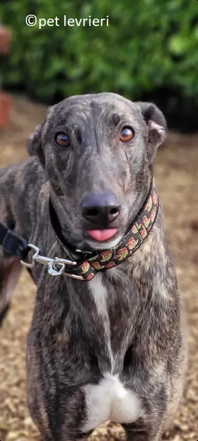 Sicily adozione levriero greyhound6