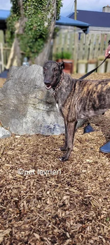 Sicily adozione levriero greyhound7