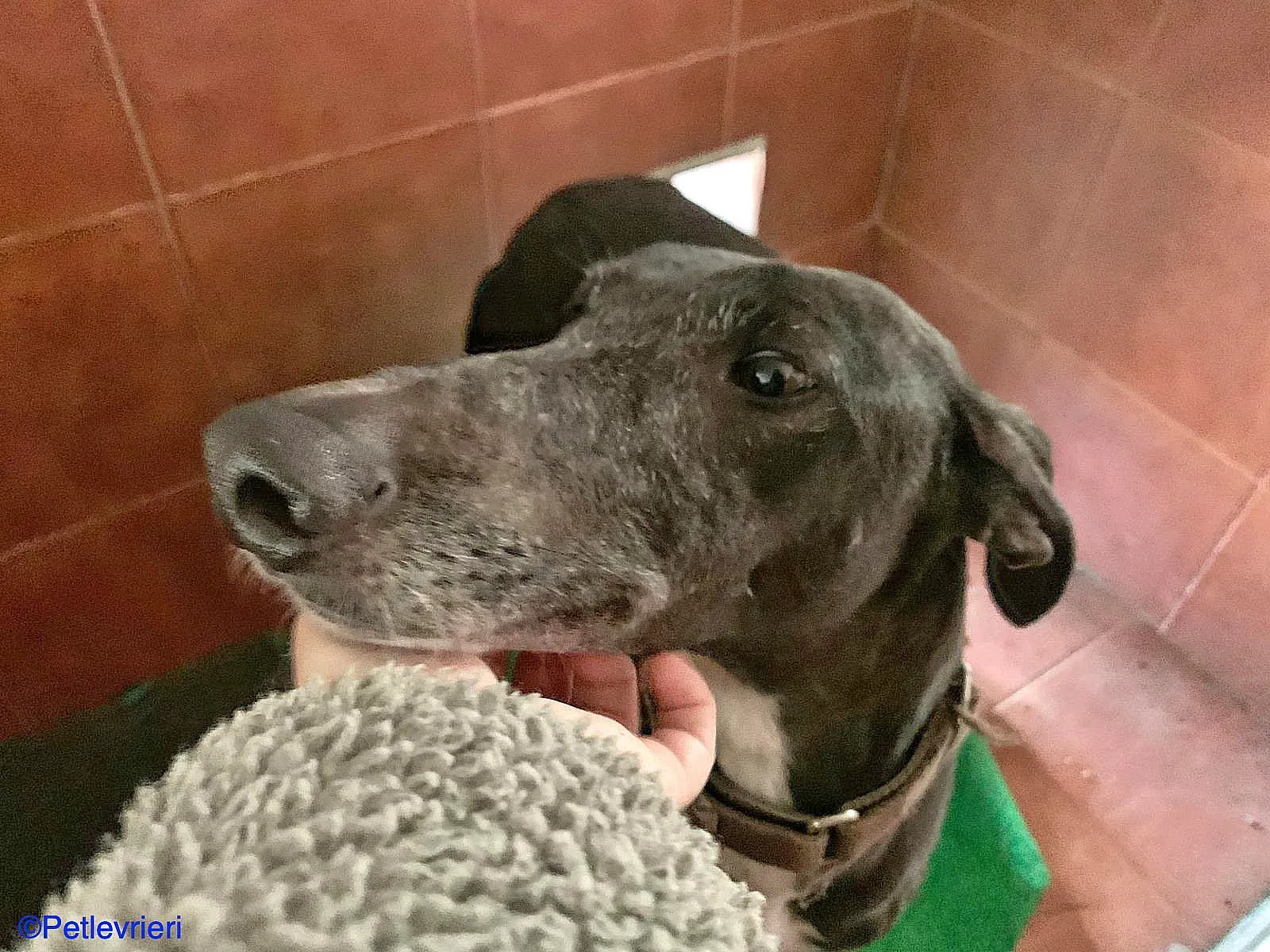 Sid adozione levrieri galgo 01