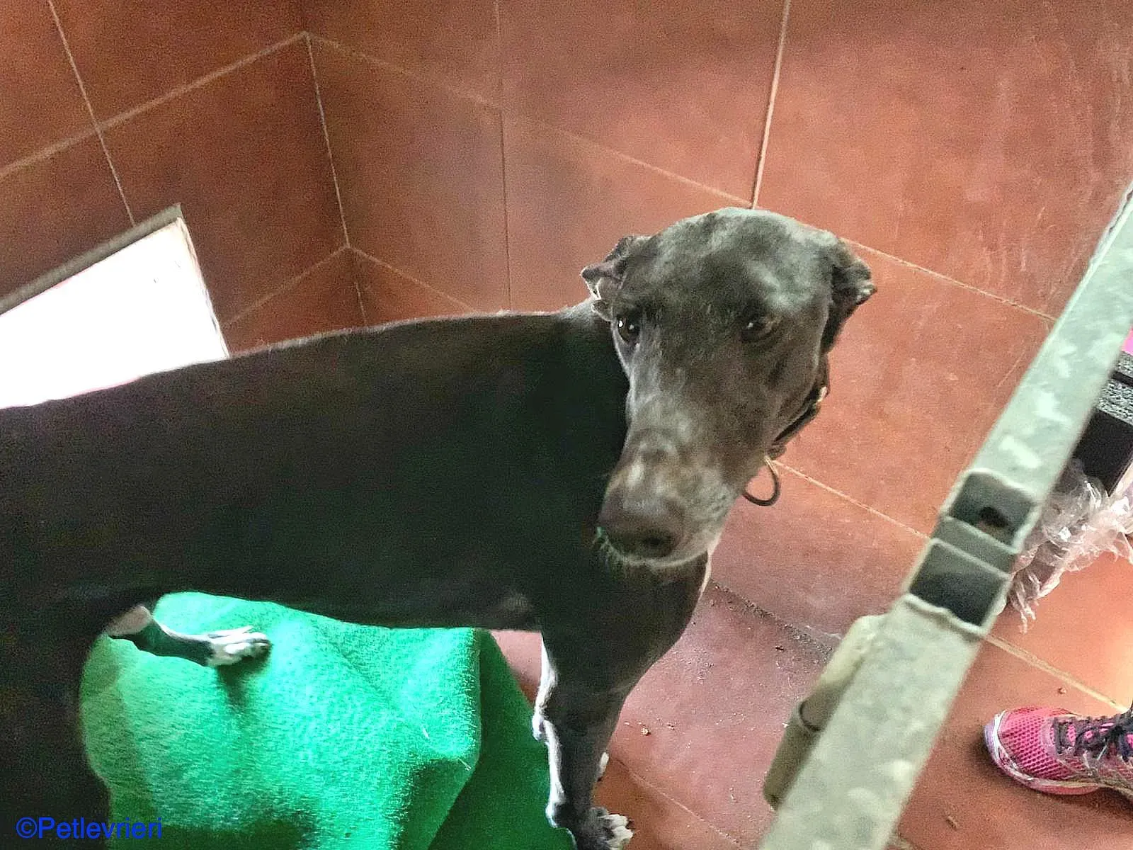 Sid adozione levrieri galgo 02